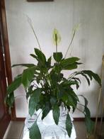Grote BLOEIENDE Lepelplant Spathiphyllum met Overpot, Huis en Inrichting, Kamerplanten, Overige soorten, Minder dan 100 cm, Halfschaduw