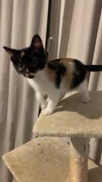 Lieve Lapjes kitten vrouwtje van 13 weken oud, Dieren en Toebehoren, Meerdere dieren
