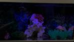 JUWEL Rio Aquarium met onderkast 125 liter, wit, Ophalen, Zo goed als nieuw, Leeg aquarium