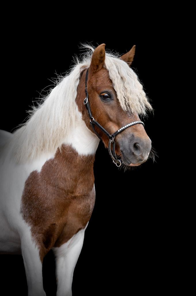 Shetlander te koop, Dieren en Toebehoren, Pony's, Merrie, Niet van toepassing, A pony (tot 1.17m), Recreatiepony, 7 tot 10 jaar