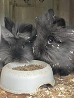 3 gratis tamme dwergkonijntjes, Dieren en Toebehoren, Konijnen, Meerdere dieren, Dwerg, 0 tot 2 jaar