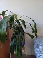 Plant, Ophalen, Overige soorten, Minder dan 100 cm