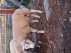 Dassen kop rammen, Dieren en Toebehoren, Schapen, Geiten en Varkens, Mannelijk, Schaap, 0 tot 2 jaar