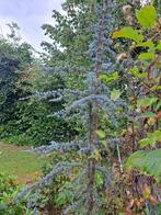 cedrus libani "Glauca", blauwe Atlas Ceder, Ophalen, Bloeit niet, Vaste plant, Halfschaduw