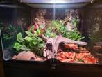 ExoTerra 45x45x45, Dieren en Toebehoren, Reptielen en Amfibieën | Toebehoren, Ophalen, Gebruikt, Terrarium of Paludarium