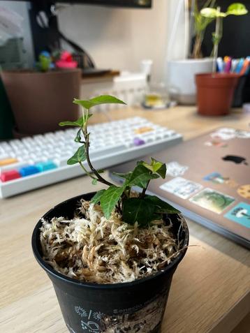 English Ivy beschikbaar voor biedingen