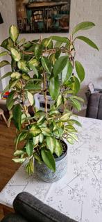 Hoya Carnosa Tricolor (Krimson Princess), Huis en Inrichting, Kamerplanten, Ophalen of Verzenden, Halfschaduw, Minder dan 100 cm