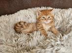 Prachtige kittens Europese Korthaar x Sneeuwbengaal, Dieren en Toebehoren, Katten en Kittens | Raskatten | Korthaar, Meerdere dieren