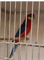 stanley rosellas, Dieren en Toebehoren, Vogels | Kanaries, Meerdere dieren, Zangkanarie