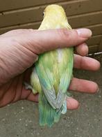 Prachtige brr agapornis fisheri opaline YF pastel dilute pop, Dieren en Toebehoren, Vogels | Parkieten en Papegaaien, Vrouwelijk