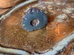 Mooie oude batik stempel, ronde batik stempel, Hobby en Vrije tijd, Stempelen, Ophalen of Verzenden, Gebruikt, Houten stempel