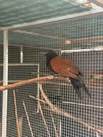 Koppel chinese sporen koekoeken, Dieren en Toebehoren, Vogels | Overige Vogels, Meerdere dieren, Geringd