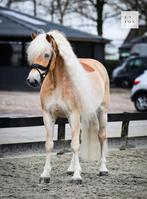 Gezocht pensionstalling omgeving Utrecht (per Juli), Dieren en Toebehoren, 1 paard of pony, Weidegang