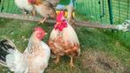 Serama haantje van september 2024, Dieren en Toebehoren, Mannelijk, Kip