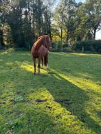 Stalhulp gezocht (bijbaan)