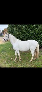 Knappe welsh merrie, Merrie, B pony (1.17m tot 1.27m), Ontwormd, 11 jaar of ouder