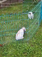 Gratis 2 konijntjes., Dieren en Toebehoren, Konijnen, Mannelijk