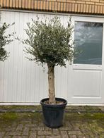 Winterharde olijfbomen 160 cm met dikke stam, 100 tot 250 cm, Olijfboom, Zomer, Ophalen