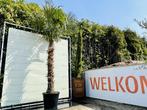 Palmboom - Trachycarpus Fortunei - stamhoogte 180 - 200 cm, Ophalen of Verzenden, 100 tot 250 cm, Zomer, Palmboom