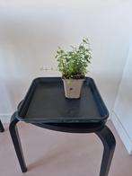 Plastic planten schaal/onderzetter, Ophalen