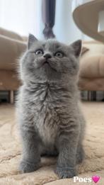 Kittens britse korthaar 25-06-2025, Dieren en Toebehoren, Katten en Kittens | Raskatten | Korthaar, Meerdere dieren, Ontwormd
