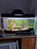 Diversa aquarium, Ophalen, Zo goed als nieuw, Leeg aquarium