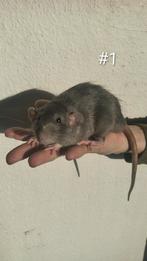 Tamme ratten, Dieren en Toebehoren, Knaagdieren, Rat, Meerdere dieren, Tam, Oktober
