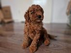 Pudel miniatuur rood – met ACF-stamboo, Dieren en Toebehoren, Honden | Poolhonden, Keeshonden en Oertypen, België, Particulier