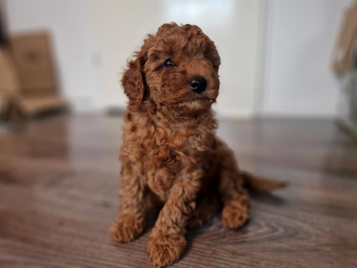 Pudel miniatuur rood – met ACF-stamboo, Dieren en Toebehoren, Honden | Poolhonden, Keeshonden en Oertypen, Meerdere dieren, Particulier