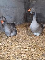 Koppel Toulouse ganzen, Dieren en Toebehoren, Pluimvee, Meerdere dieren, Gans of Zwaan