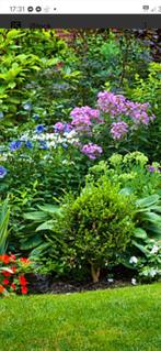 Tuinwerk ,opruimwerkzaamheden , E.T.C, Diensten en Vakmensen, Tuinmannen en Stratenmakers, Garantie, Tuinonderhoud of Snoeiwerk