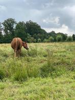 Helpende handen gezocht senior paard Breda