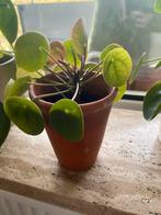 Kleine pannenkoekenplant incl. pot (Pilea peperomioides), Huis en Inrichting, Kamerplanten, Ophalen