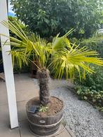 Palmboom in pot te koop, Ophalen of Verzenden, In pot, Volle zon, Palmboom