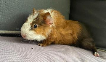 lunkarya cavia , 6 weken . 