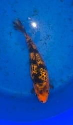 Prachtige koi, Karper of Koi