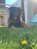 Nieuw huisje gezocht met spoed, Dieren en Toebehoren, Reu, Eén hond, 3 tot 5 jaar, Herder