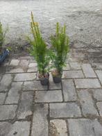 Taxus Baccata in pot, Bloeit niet, Halfschaduw, Overige soorten, Minder dan 100 cm