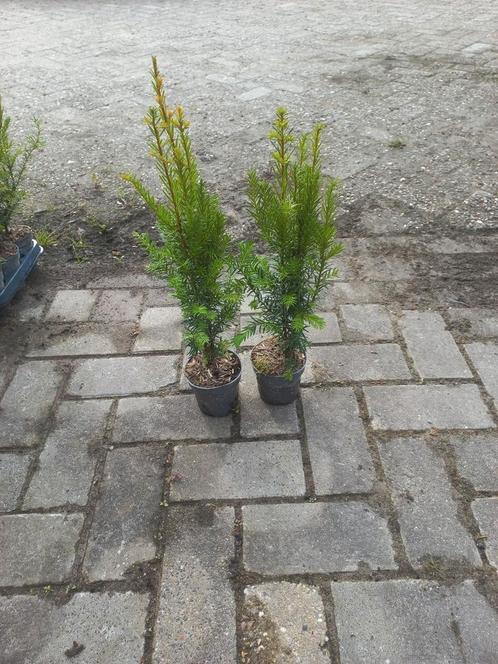 Taxus Baccata in pot, Tuin en Terras, Planten | Bomen, Overige soorten, Minder dan 100 cm, Halfschaduw, Bloeit niet, In pot, Ophalen