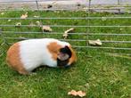 Twee lieve cavia vrouwtjes (3 maanden oud), Dieren en Toebehoren, Knaagdieren, Cavia, Juli, Vrouwelijk, Tam