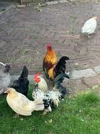 Krielkippen, Dieren en Toebehoren, Pluimvee, Vrouwelijk, Kip