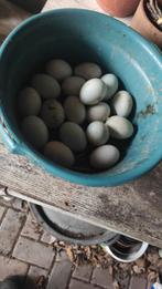 Eendeneieren (niet bevrucht) per 10 stuks, Geslacht onbekend, Eend