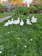 Mooie witte en bonte kwakers, Dieren en Toebehoren, Pluimvee, Meerdere dieren, Eend