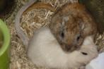 Gerbils Woestijnratjes, Mannelijk, Overige typen, Na 1 juli 2024, Tam