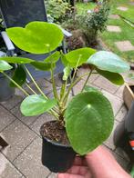 Pannenkoek plant Pilea, Ophalen of Verzenden, Overige soorten, Minder dan 100 cm