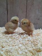 bruine legkip kuikens hennen, Dieren en Toebehoren, Vrouwelijk, Kip