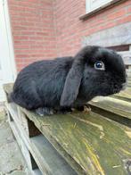 NHD konijn man 7 maand oud, Dieren en Toebehoren, Konijnen, Mannelijk, Dwerg