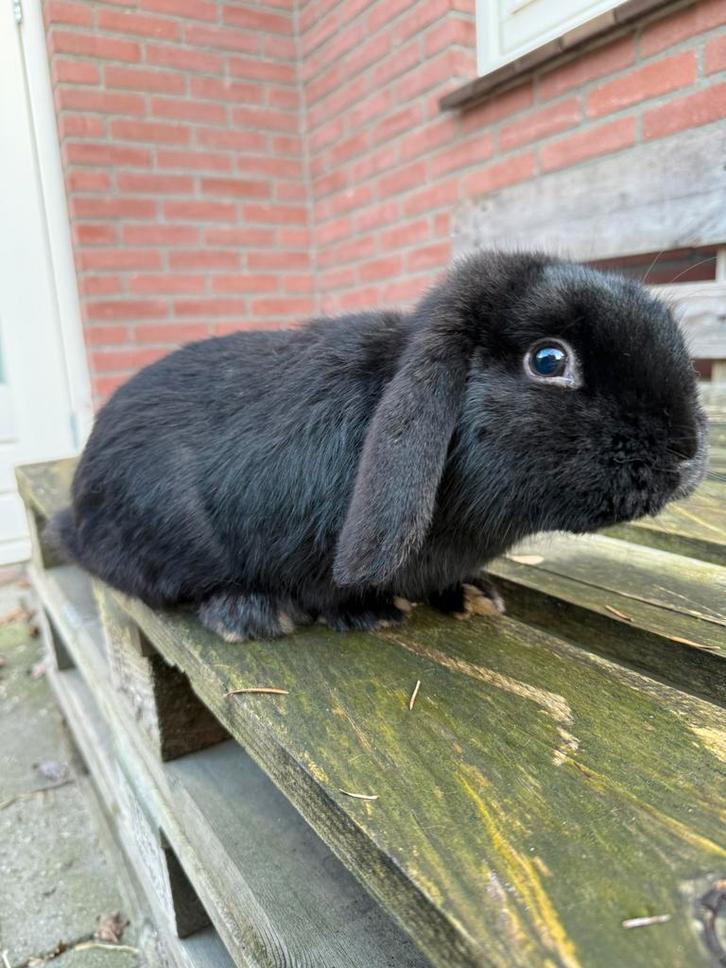 NHD konijn man 7 maand oud, Dieren en Toebehoren, Konijnen, Dwerg, Mannelijk