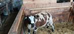 Te koop bonte rammen dekrammen, Dieren en Toebehoren, Schapen, Geiten en Varkens, Mannelijk, Schaap, 0 tot 2 jaar