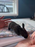 Jonge duitse reuzen Blue Sable/Vienna Gen, Dieren en Toebehoren, Konijnen, Meerdere dieren, Groot, 0 tot 2 jaar